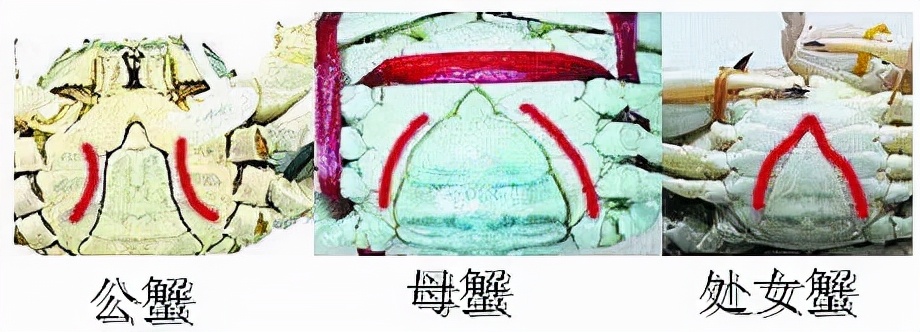 买海鲜应该怎么去买,如何挑选海鲜才是正确的