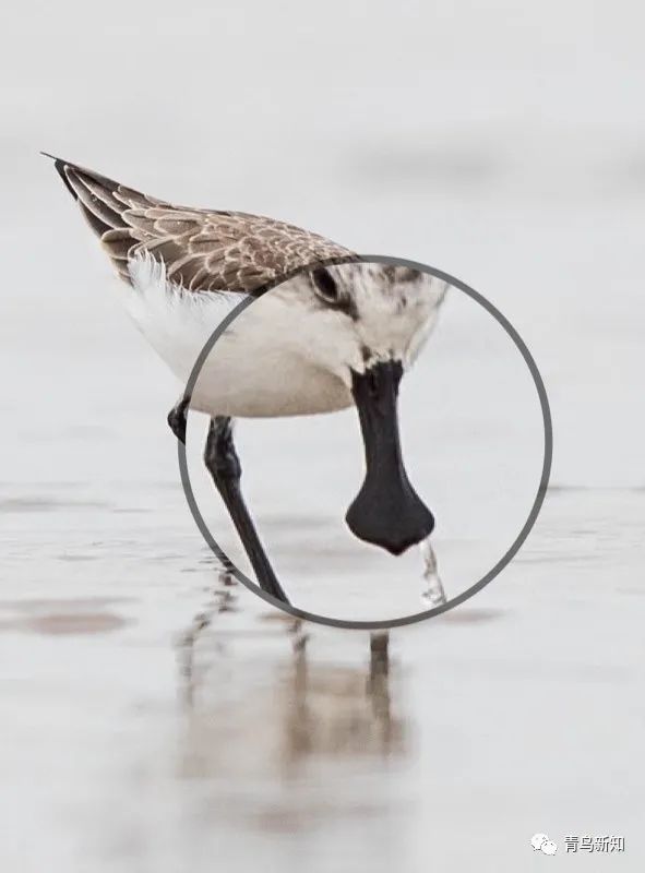 世界上最罕见的动物之勺嘴鹬,勺嘴鹬是不是濒危动物
