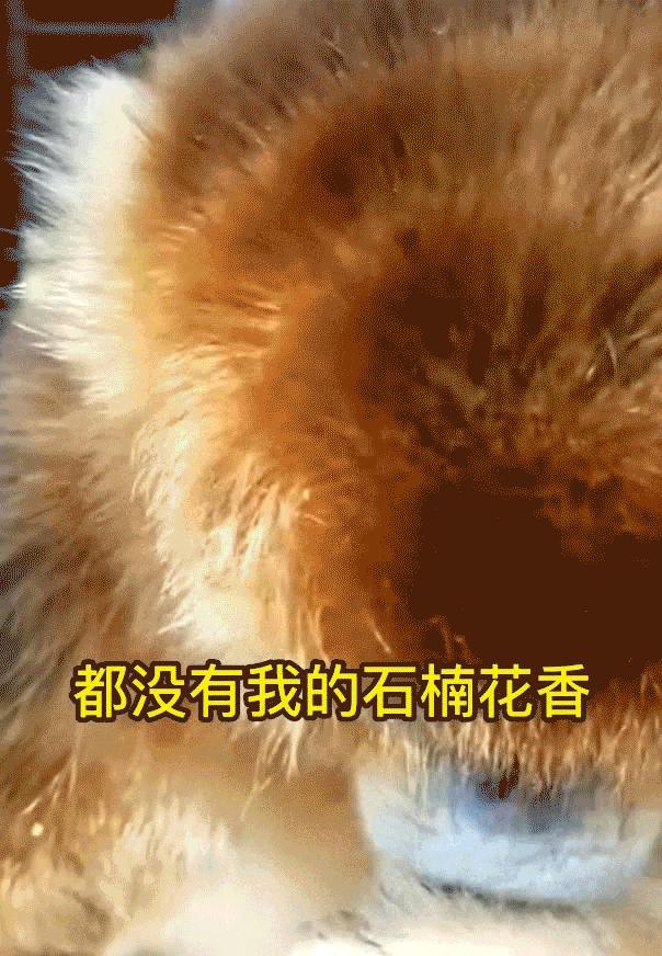 郑州为什么要种那么多石楠花,园林专家说石楠花除了臭没缺点