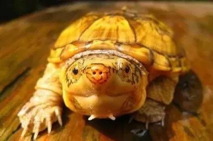 水龟腐皮后怎么处理,水龟腐皮腐甲怎么治疗