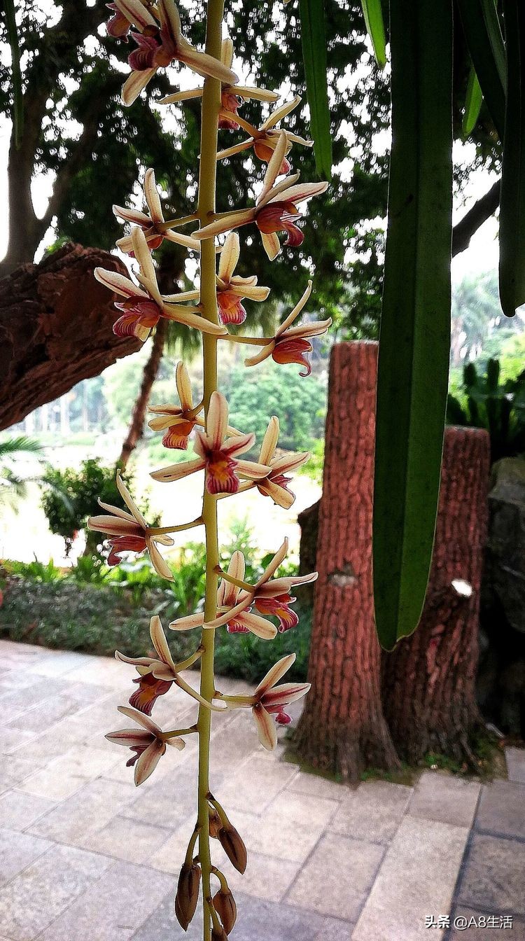 带你认识中华兰花纹瓣兰,顶级纹瓣兰图片