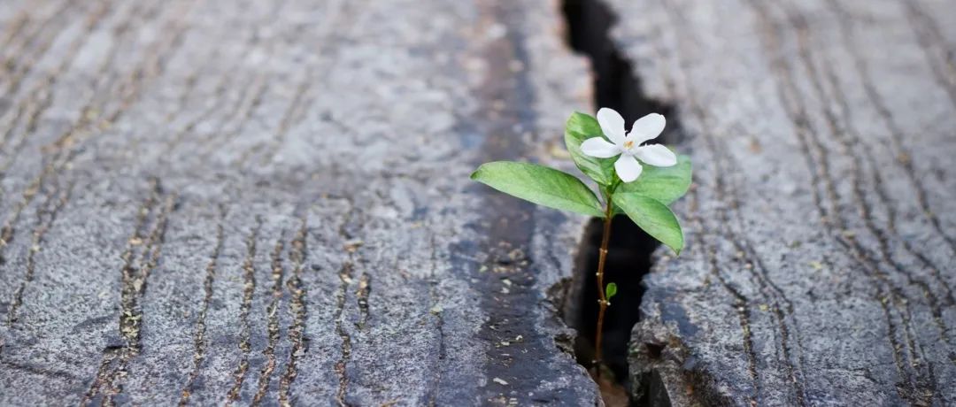 小细胞肺癌晚期医生不建议治疗了,靶向药治疗肺癌晚期成功率有多大