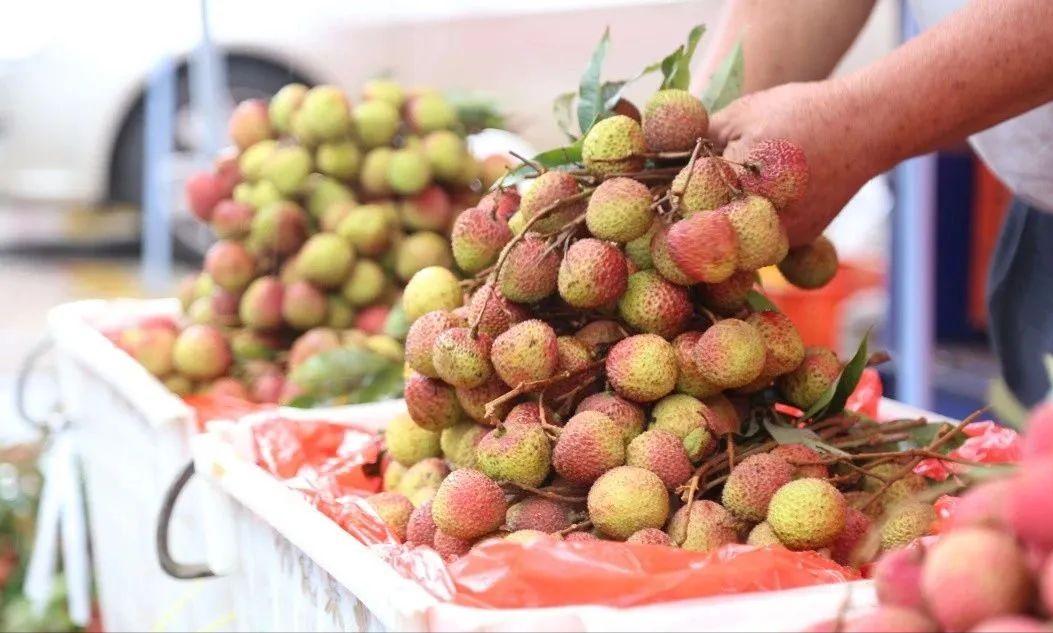 今天妃子笑荔枝零售价多少钱一斤,妃子笑荔枝收购价