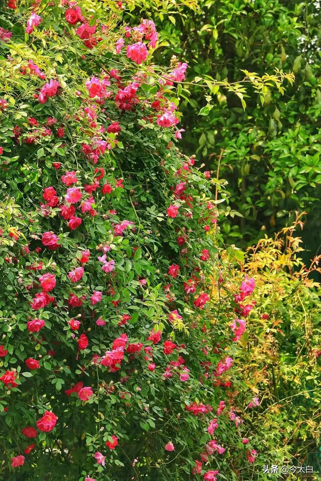 散文：将我和我们存档