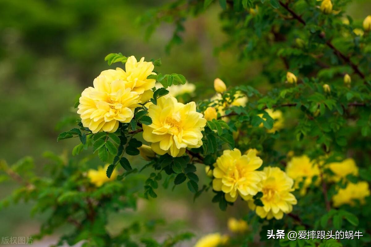 生如夏花灿烂的时候,生如夏花绚烂绽放歌曲视频