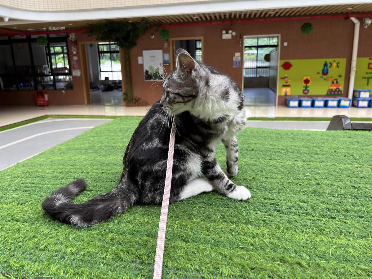 顶级品牌最佳体重管理猫粮,猫控制猫粮