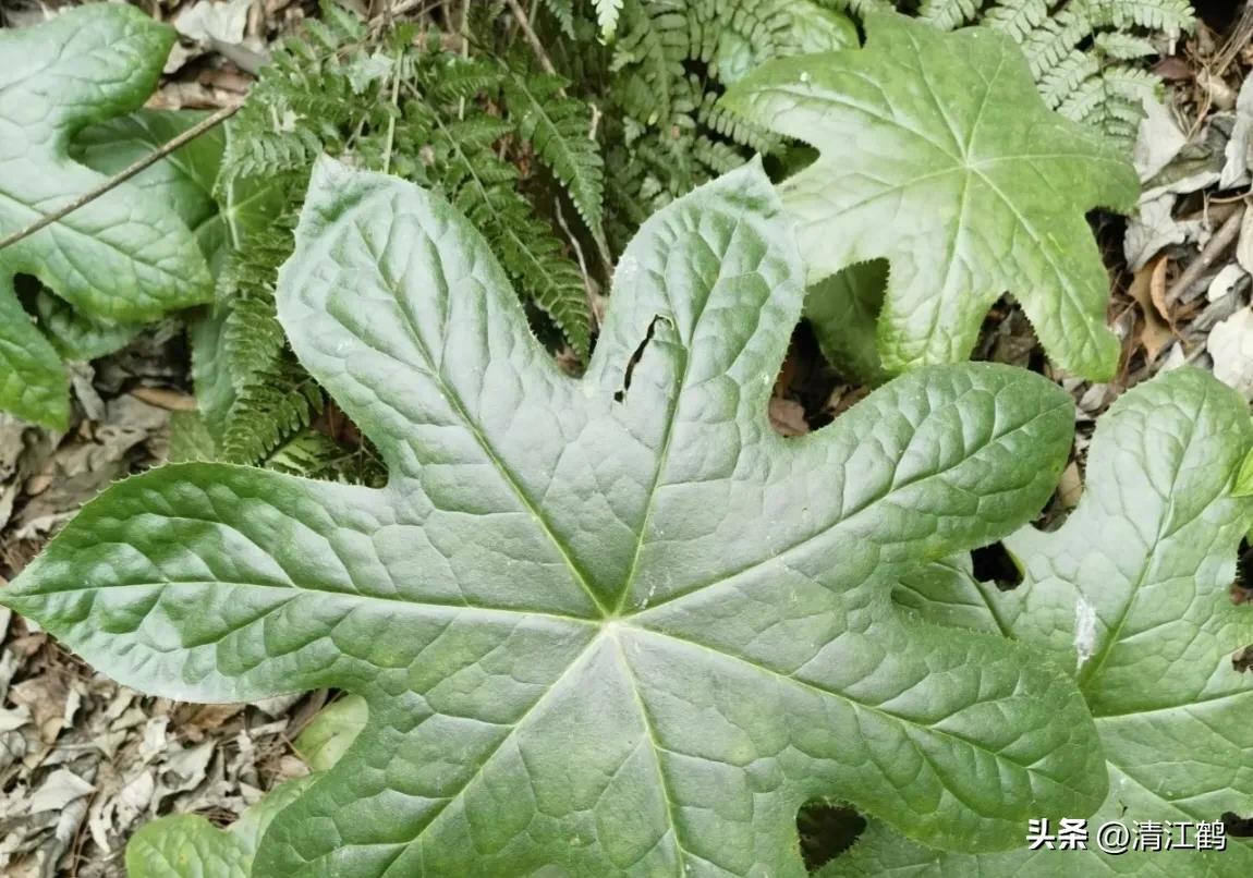 人称“江边一碗水”，荒野3月开紫花，细读栽培“5措施”秒懂种植