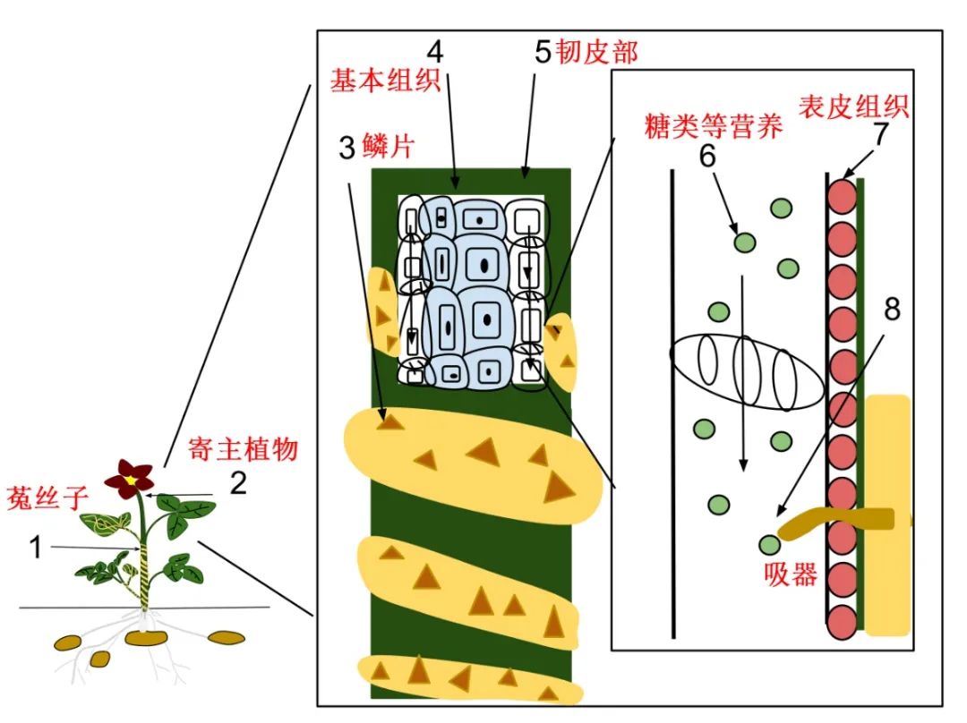 “菟菟”那么可爱，为什么还要这么卷呢？