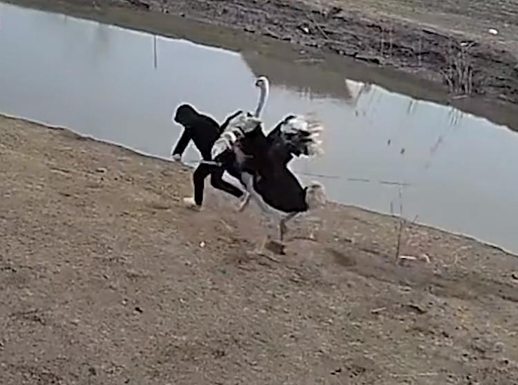 男子被鸵鸟袭击,男子被亲戚家鸵鸟追赶