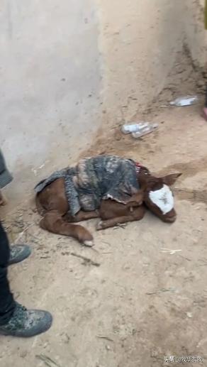 养牛中牛病怎么看,养牛人须知牛腹泻知识