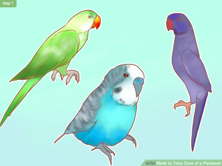 怎么照顾虎皮幼鸟,怎么照料小虎皮鹦鹉