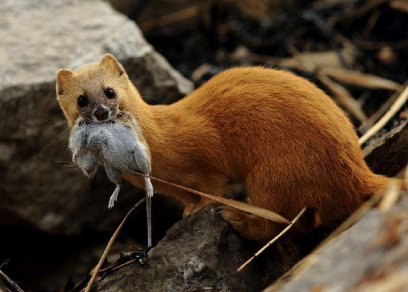 捕杀黄鼠狼违法吗,捕杀黄鼠狼怎么处罚