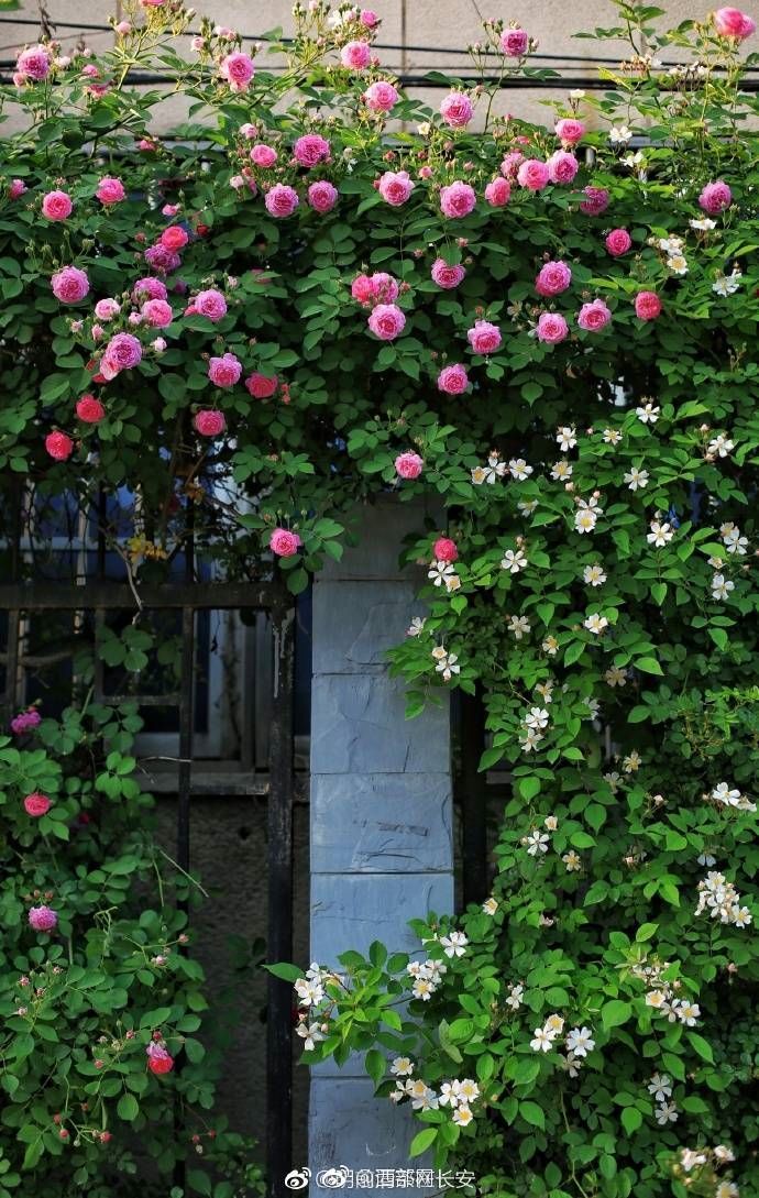 唯愿此生无恙只言温暖不语悲伤,当一切尘埃落定洗尽铅华