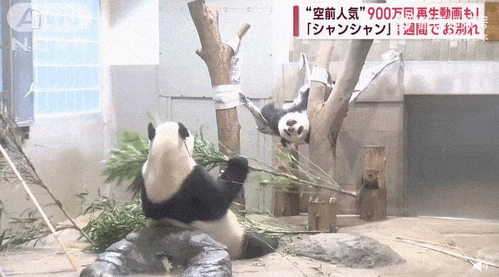 胖达在国外有多受欢迎?日本哭泣相送,比利时差点分裂?