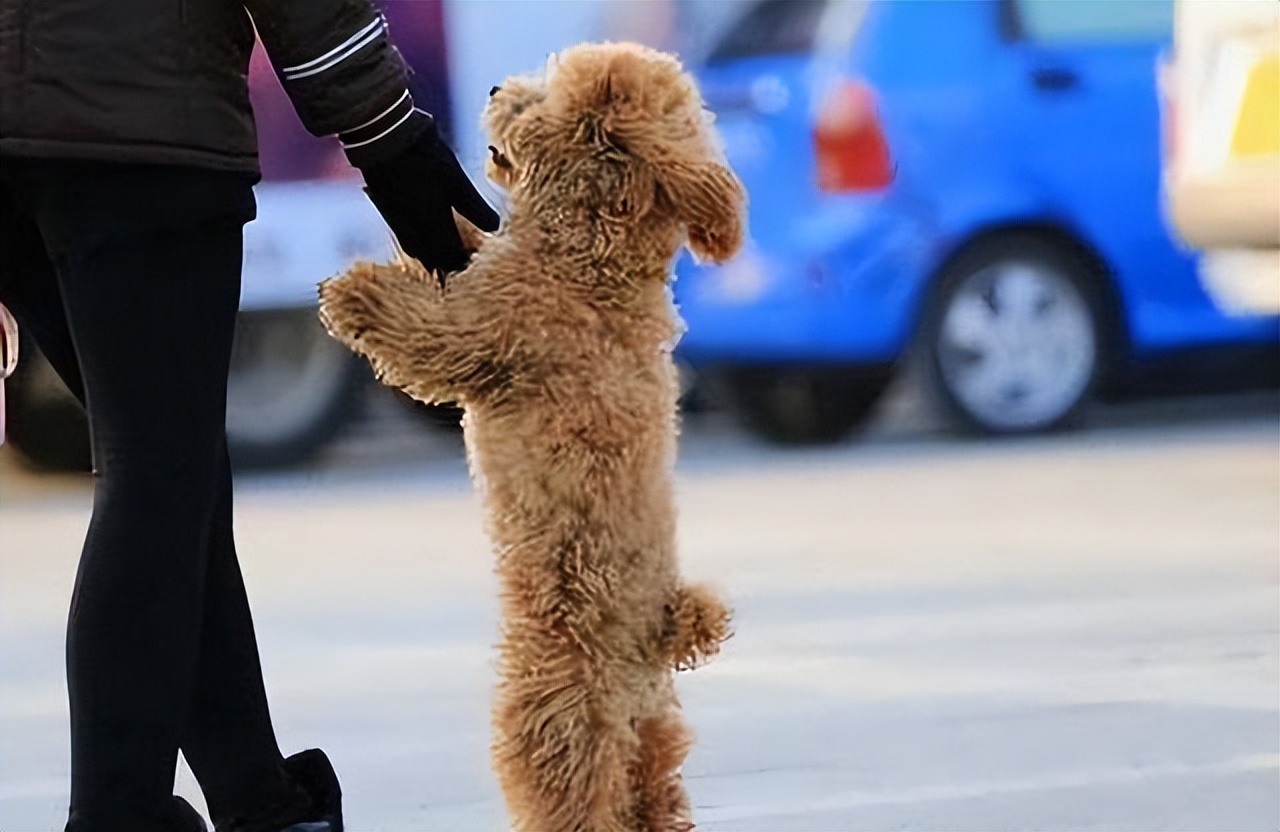 泰迪老扒拉垃圾是怎么回事,泰迪早上扒拉主人是什么意思