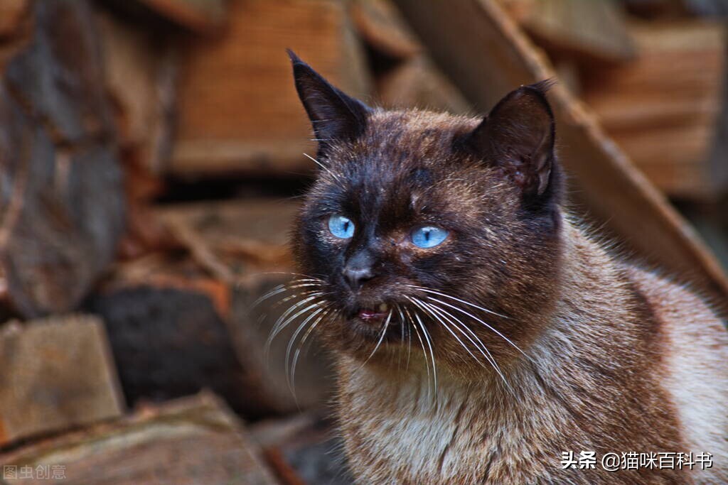 穷人不建议养的5种猫,十大养不起的猫咪排行榜