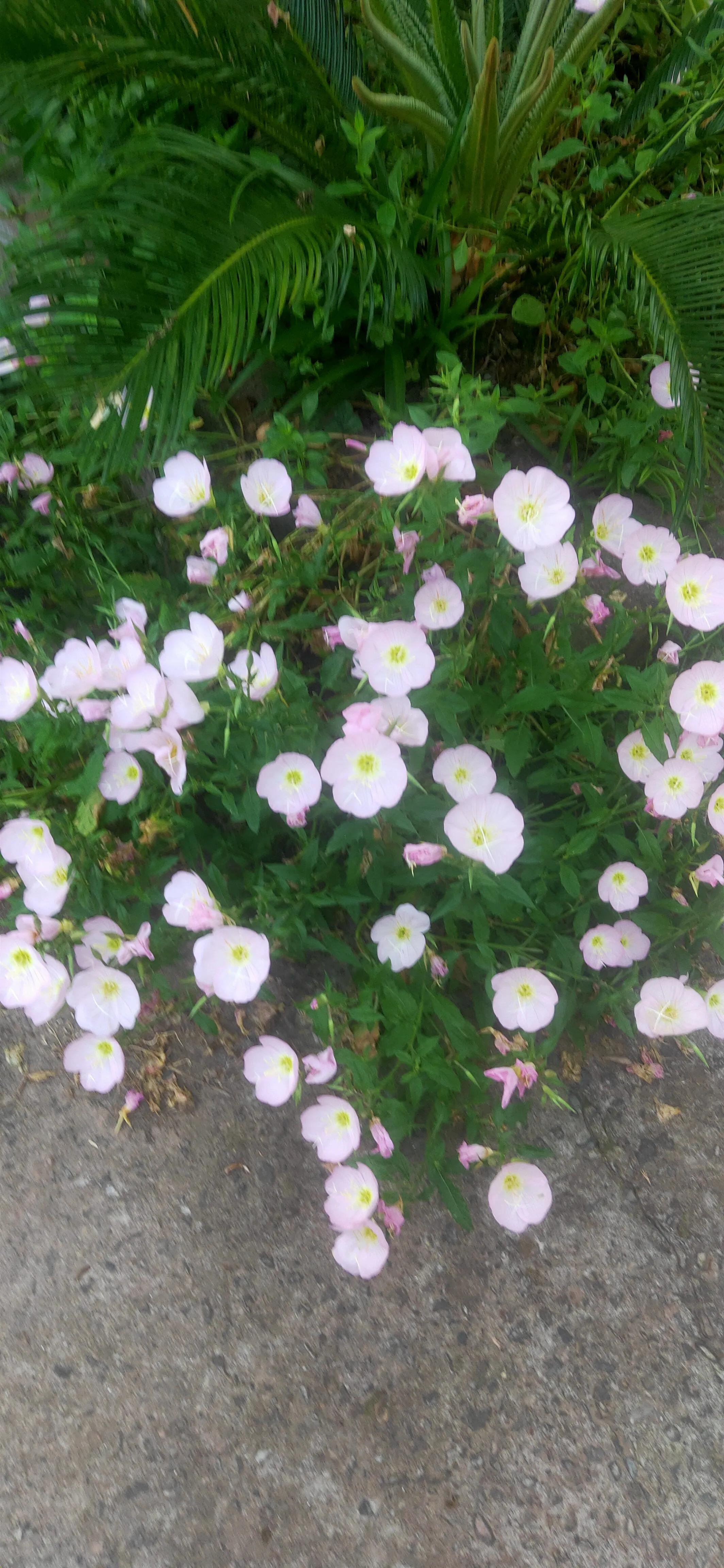 指甲缝扎了竹刺取出妙招,指甲盖进了一根刺