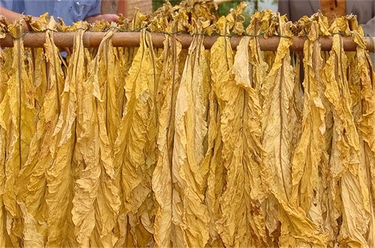 草烟的危害大还是纸烟危害大,草烟坏处