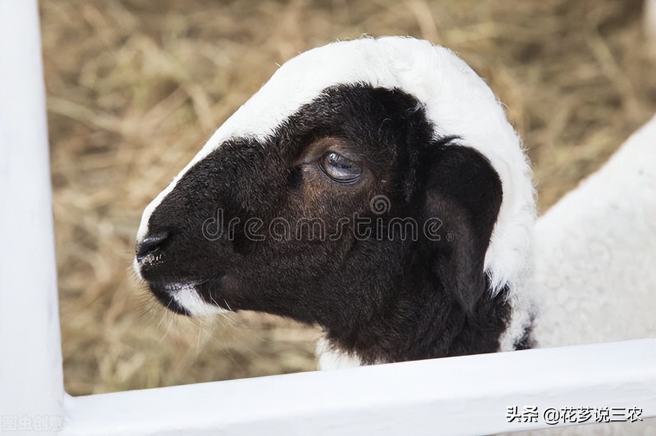 养羊寄生虫图片,羊真菌和疥螨感染用什么药最好