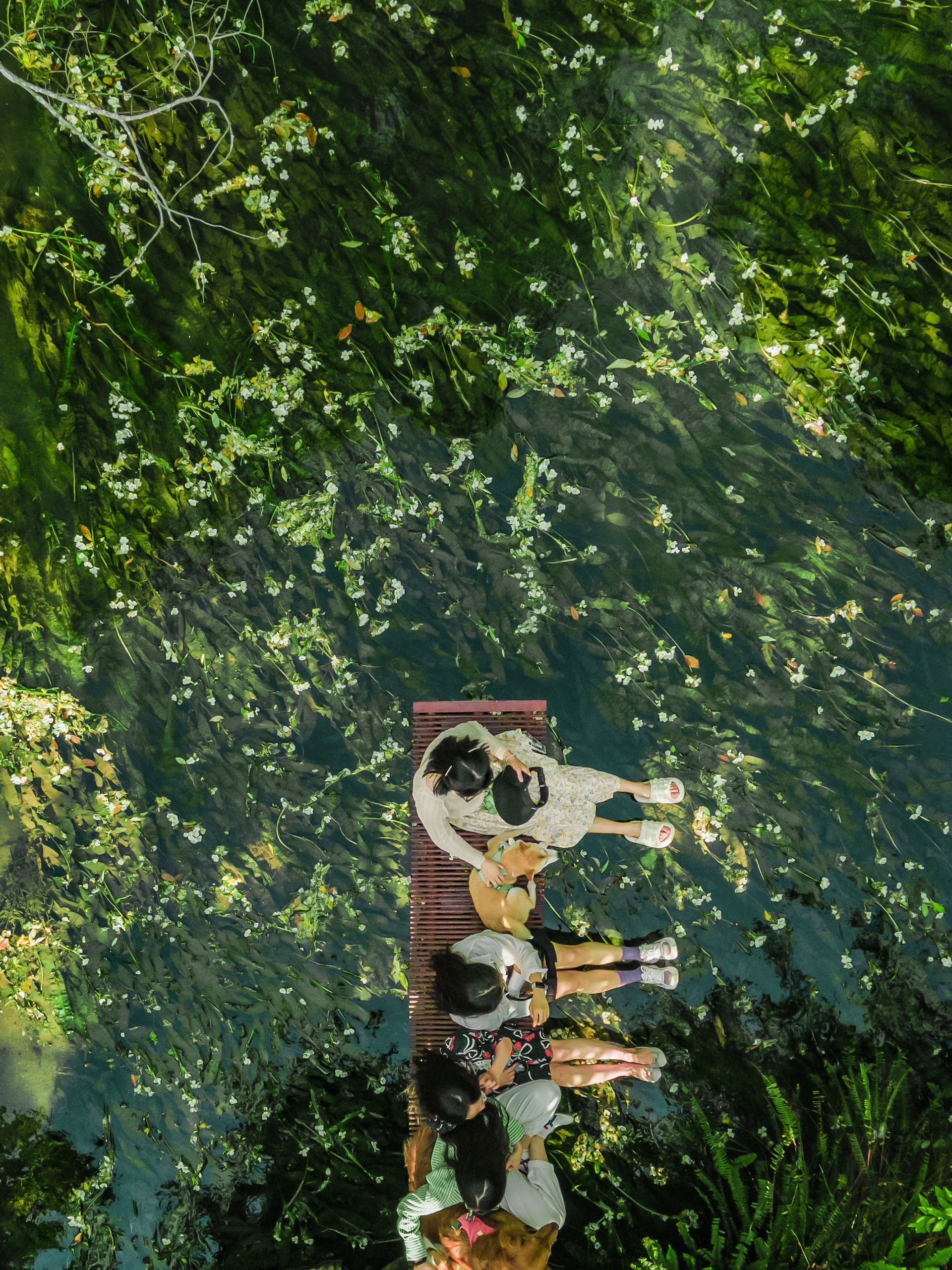 水上莫奈花园,昆明莫奈的花园美爆了