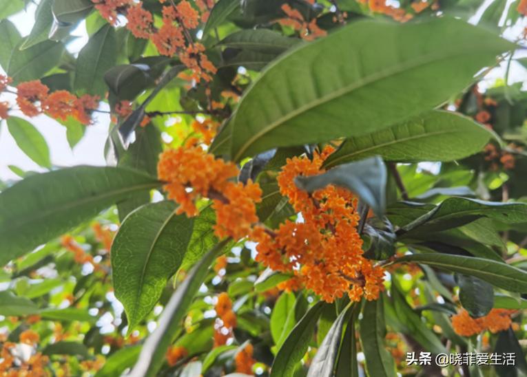 什么花最旺人旺家又好养好看,最旺家招财又好看好养的花