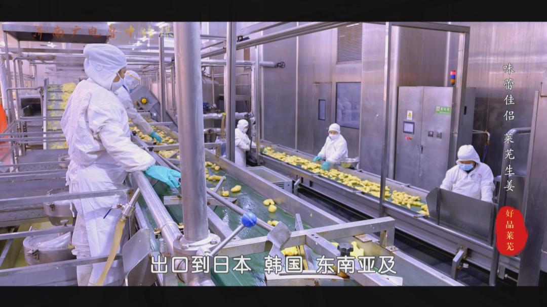 【山东好品】莱芜生姜，出口100多个国家的“味蕾伴侣”！