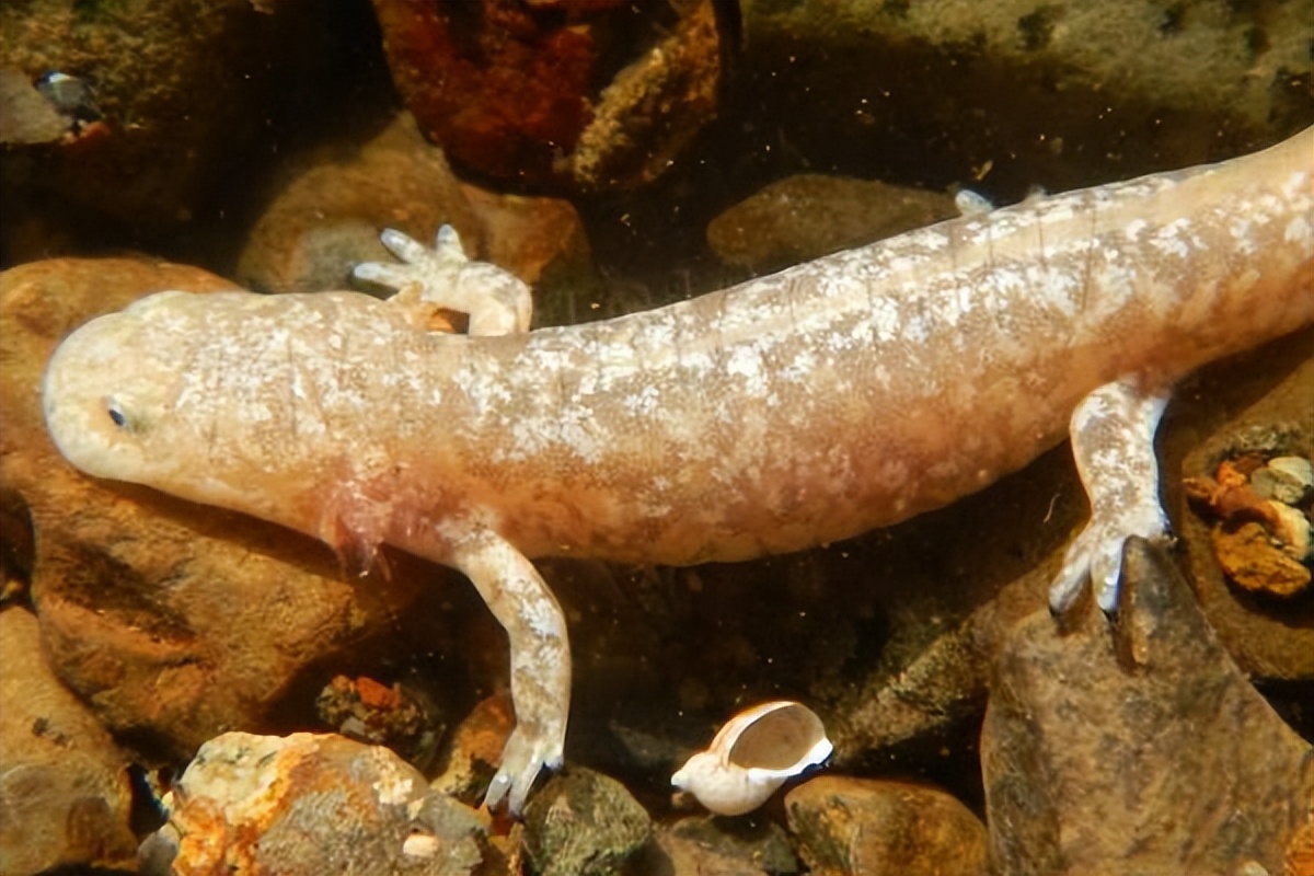 盘点十大难以杀死的动物,被砍了头的鸡还能活多久