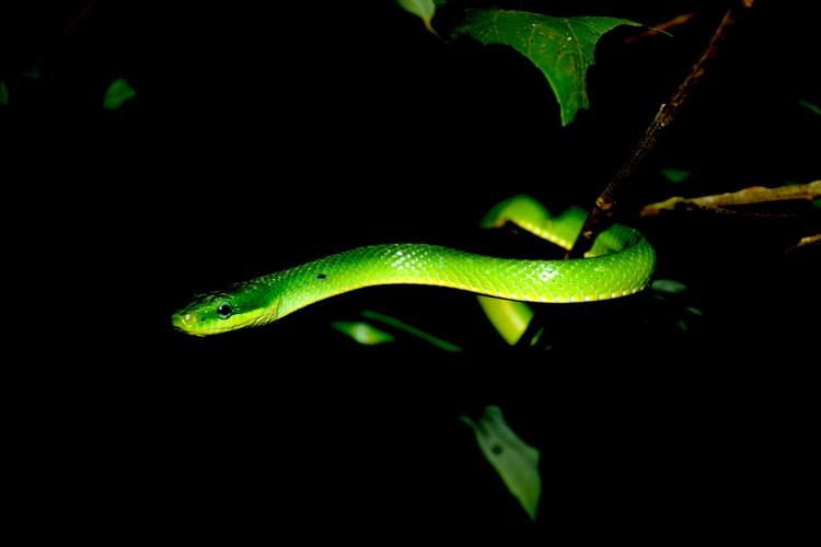 挑战一千条蛇,挑战100条蛇