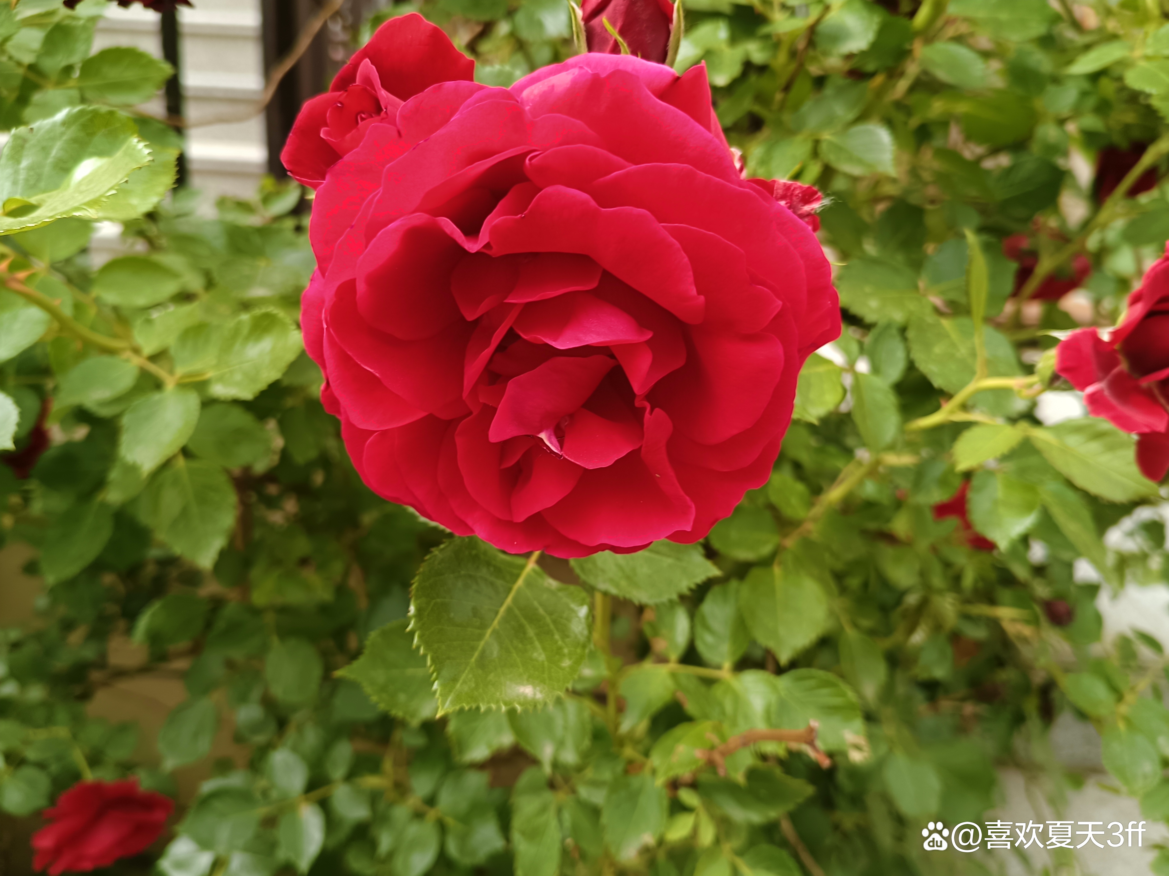 适合端午节的鲜花,端午节前送什么礼品比较好