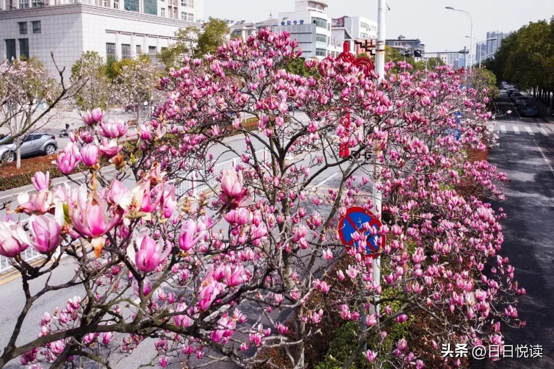 湖北荆州：石首“繁花”上大分↑即将刷爆朋友圈！