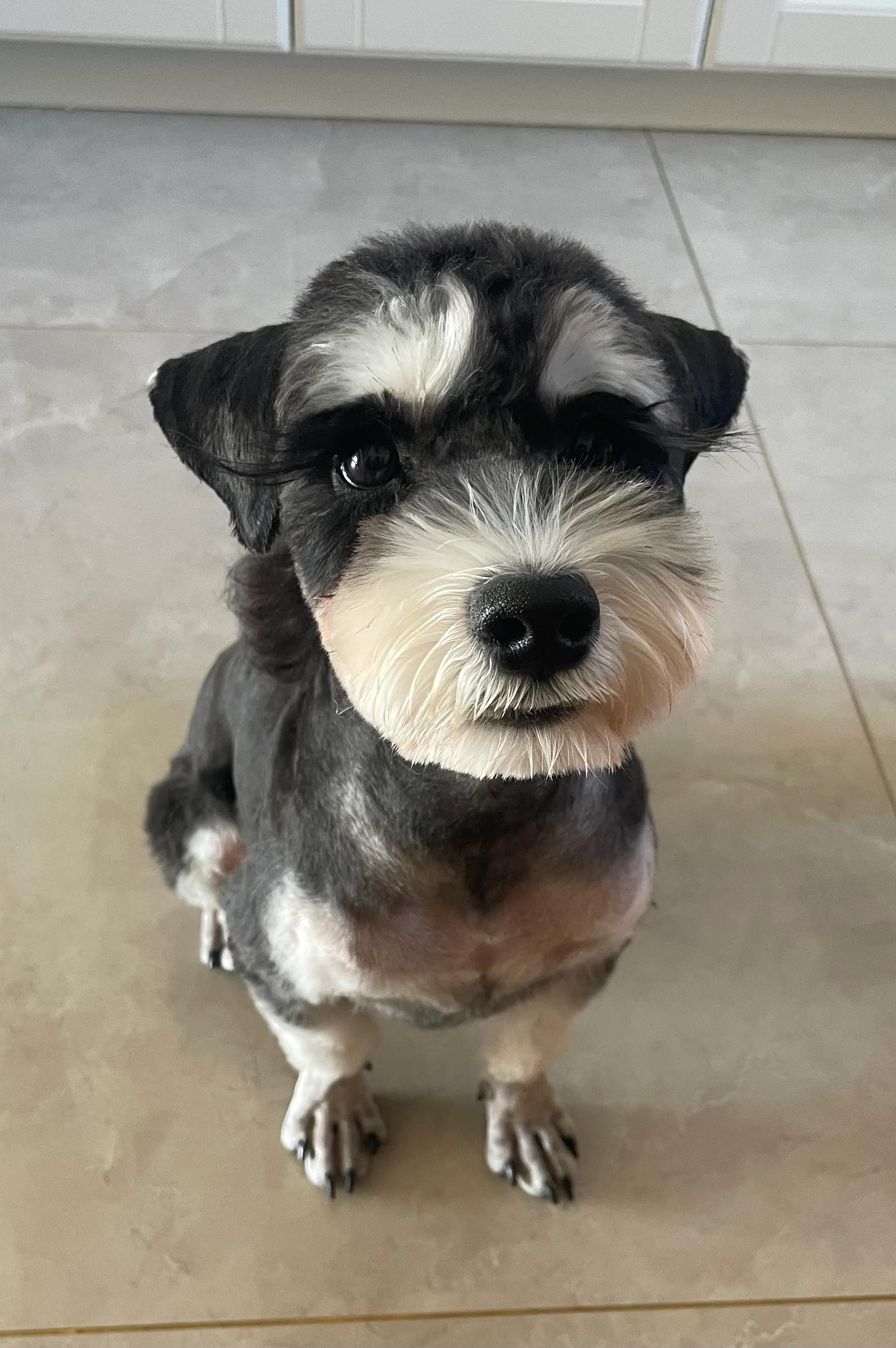 狗子生病了,狗子生病了用什么药好得快