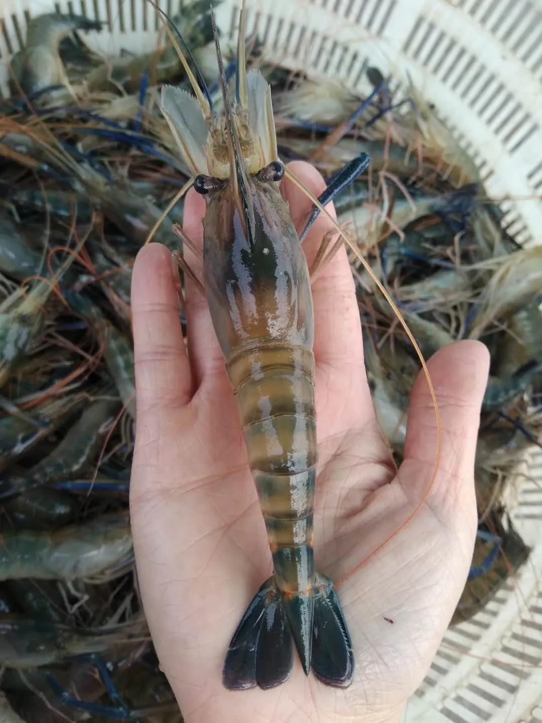 菜市场刚死的虾能不能买,菜市场买的虾是海虾还是河虾