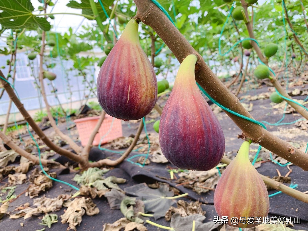 乳山一片海无花果,品味山海乳山