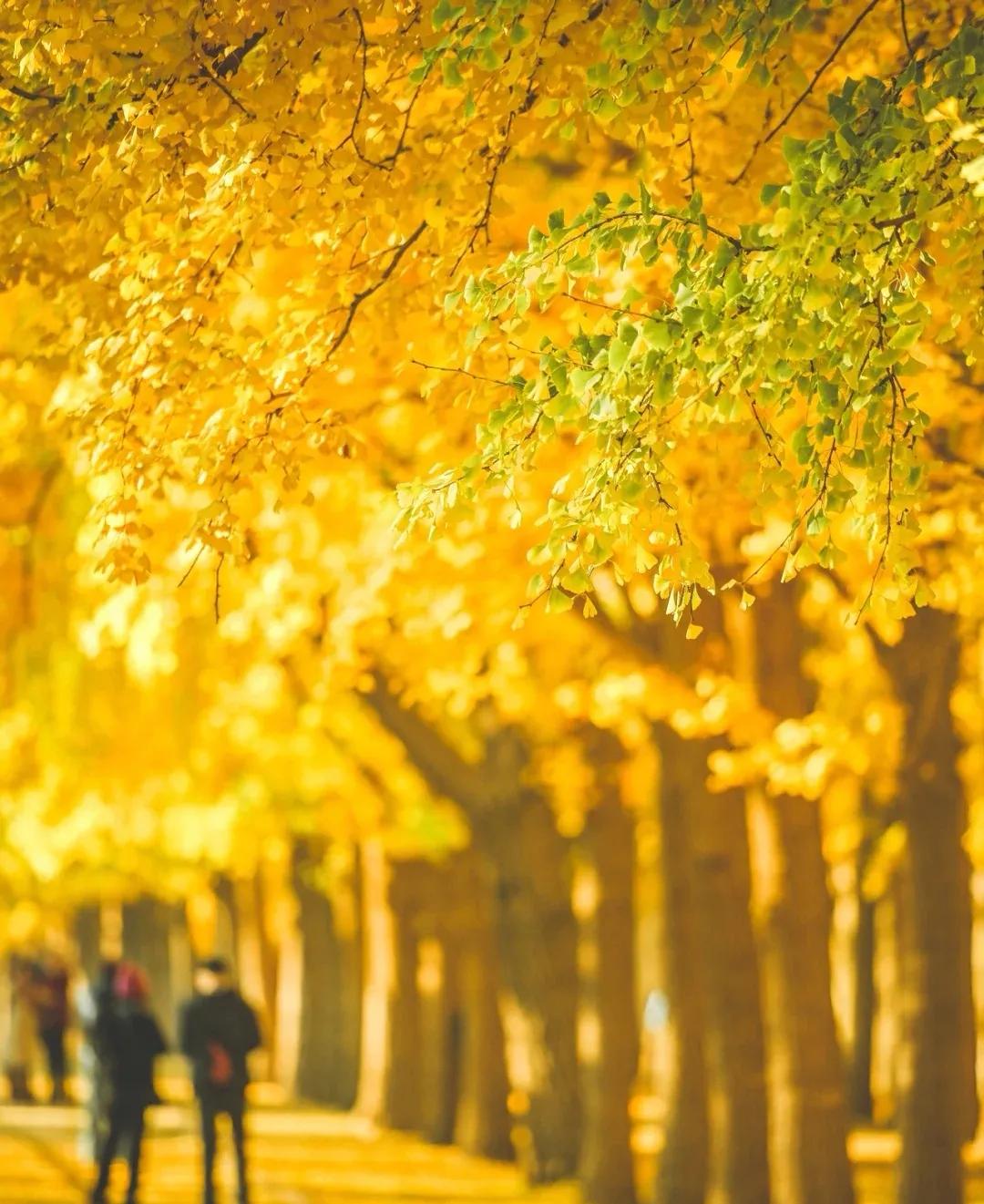 北京必去的30个赏秋地点,赏秋京城内外高颜值秋景大盘点