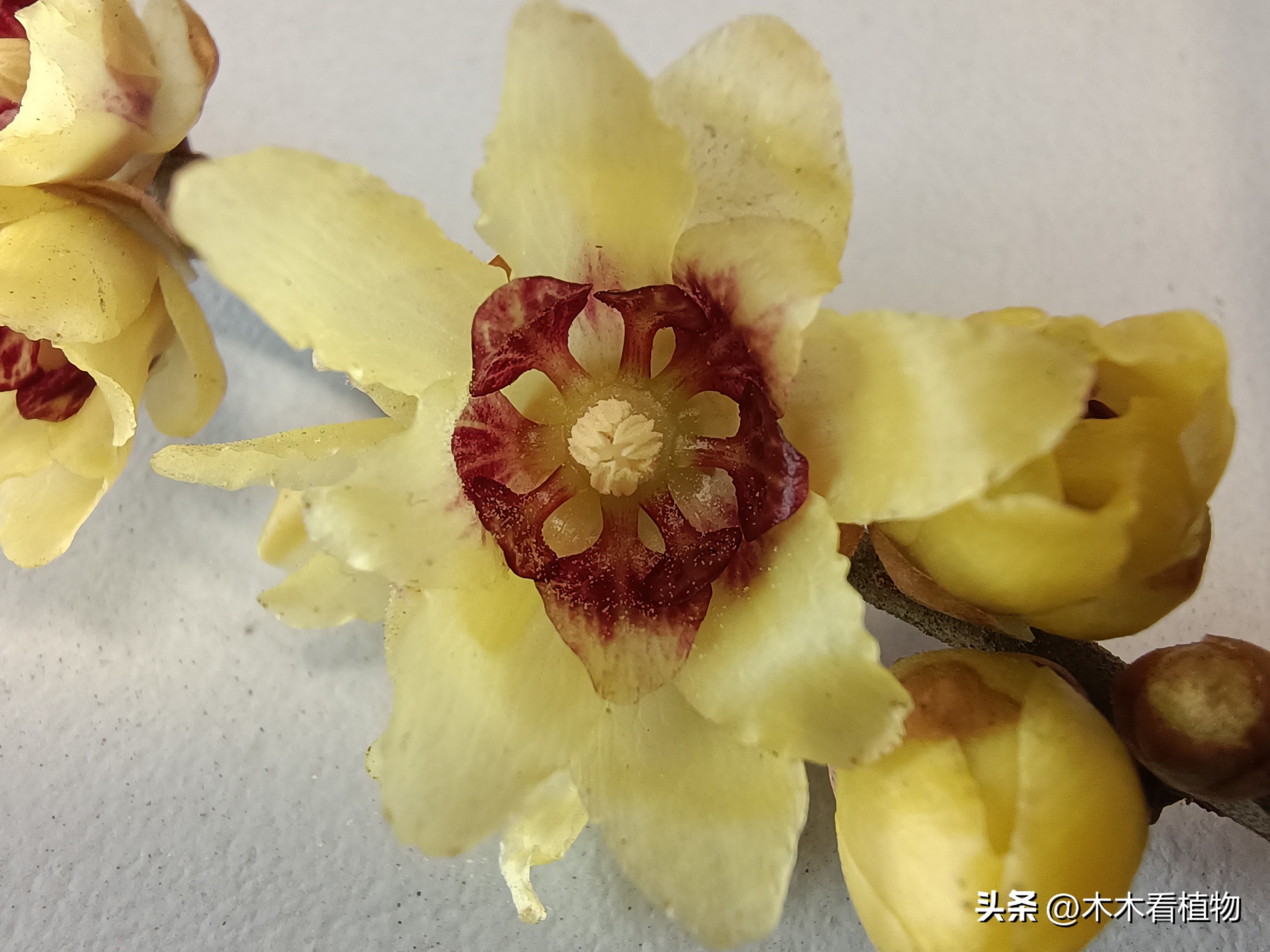 鑵婃鑺辩殑缁勮,鑵婃鑺辩殑缁勮杩囩▼