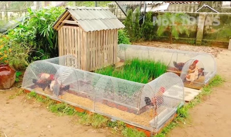 小哥把竹子编织成长方形鸡笼,小哥建造鸡舍