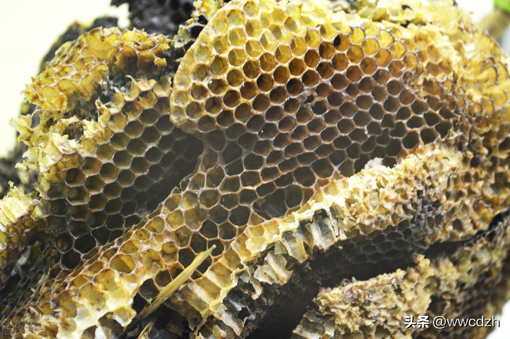 蜜蜂为什么要酿造蜂蜜,哪种蜜蜂酿造的蜂蜜好吃