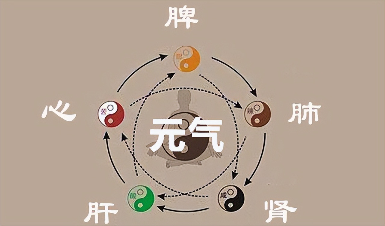 虚了如何快速补充元气,元气不足如何补元气