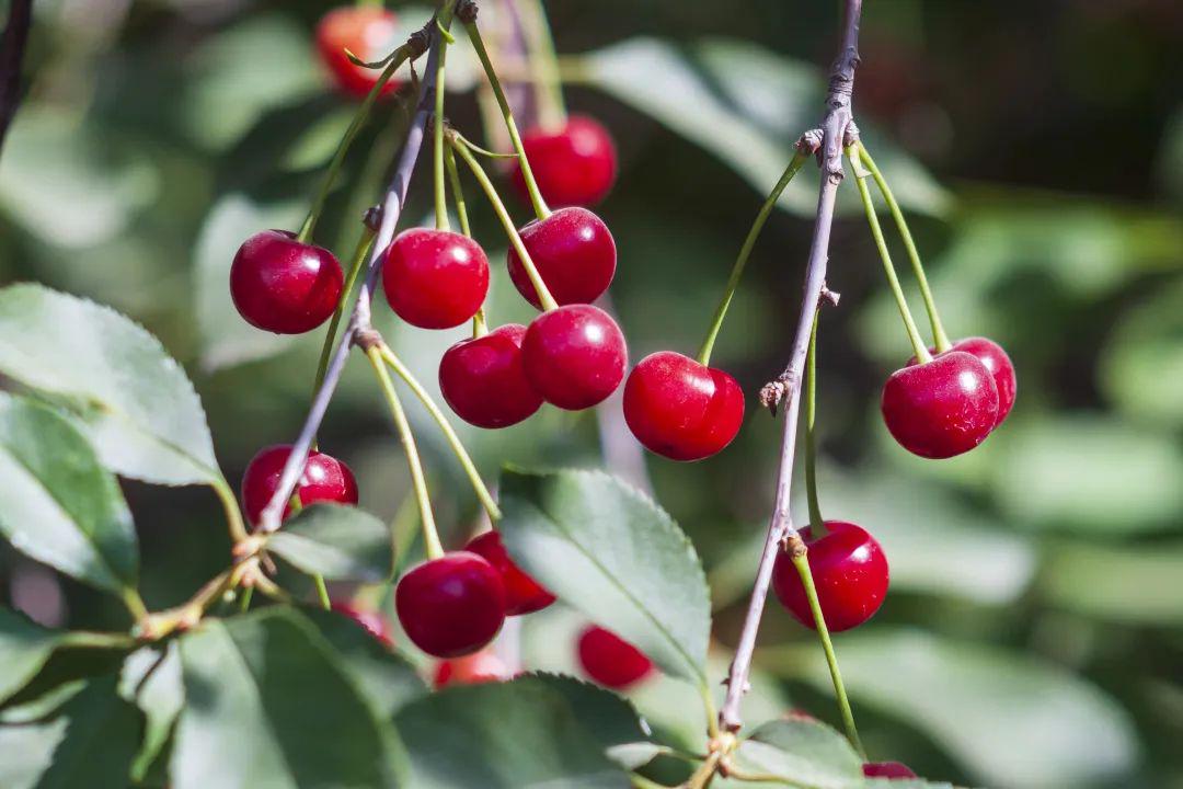 青岛在哪摘樱桃,青岛摘樱桃的好去处