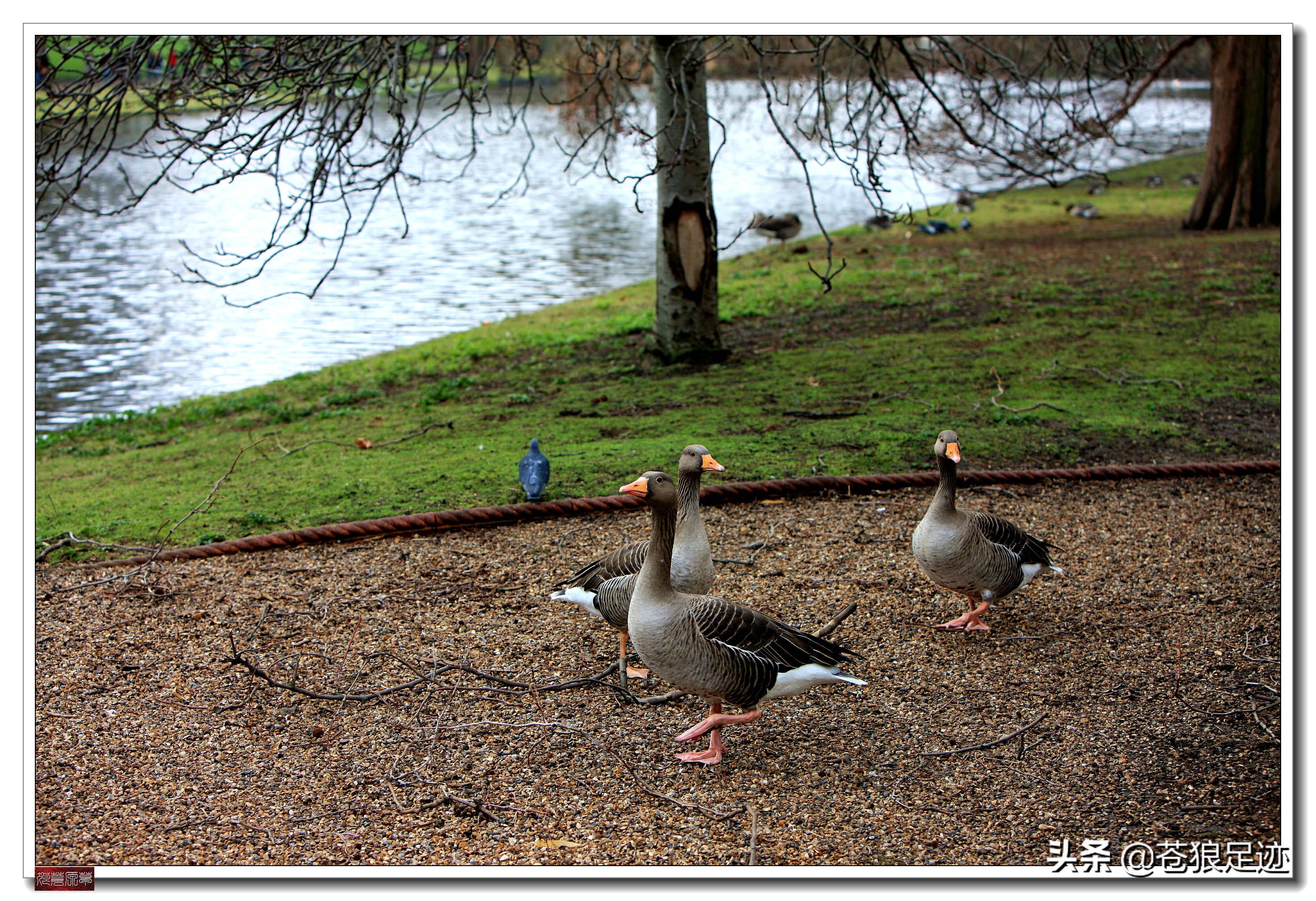 英国海德公园全景,英国皇家园林海德公园