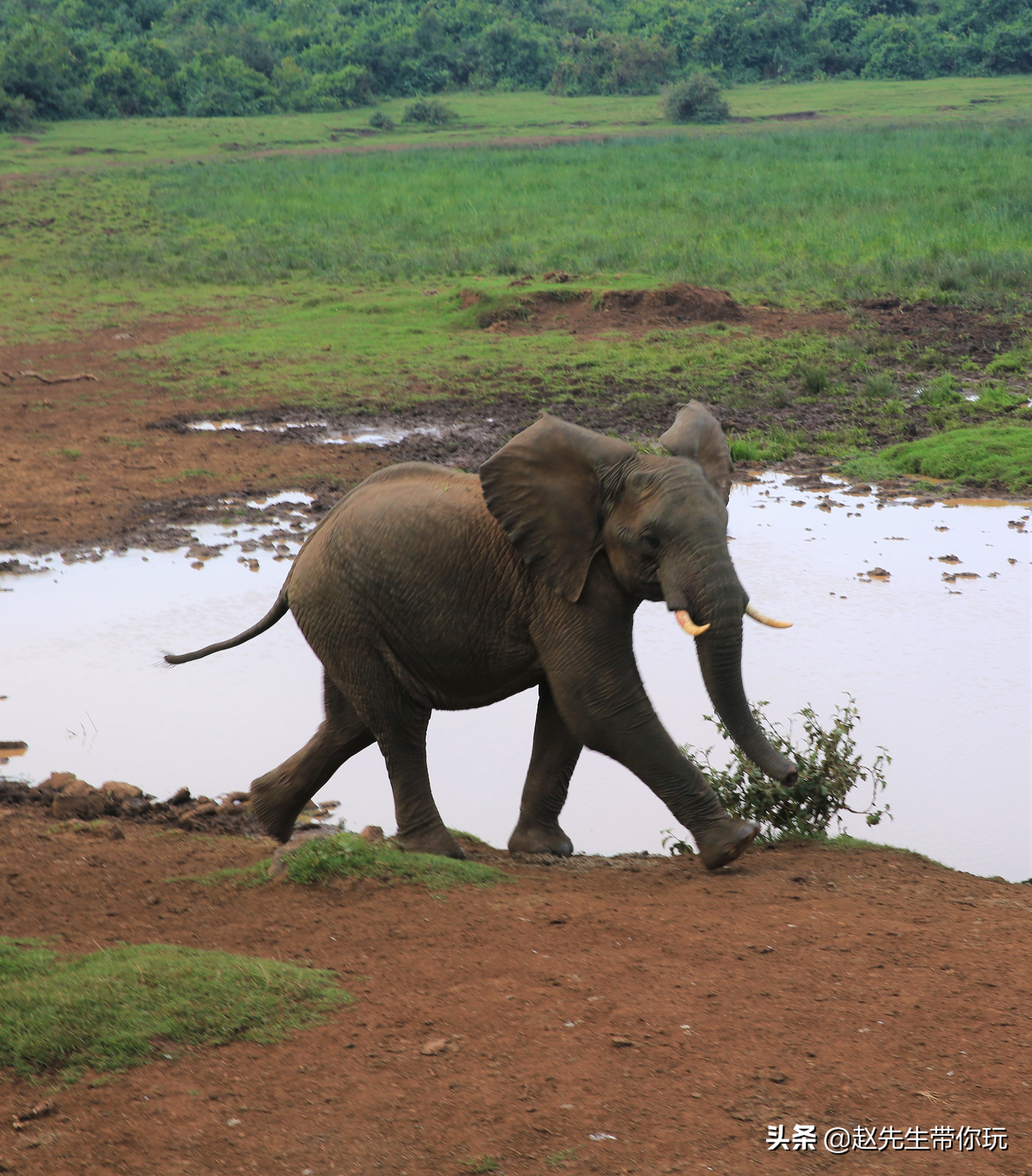 二十年游历分享之202:非洲19:肯尼亚18尼耶利的方舟酒店