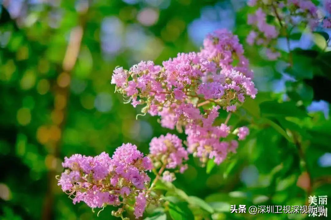 寻找深圳“夏紫薇”，邂逅全城盛开的浪漫