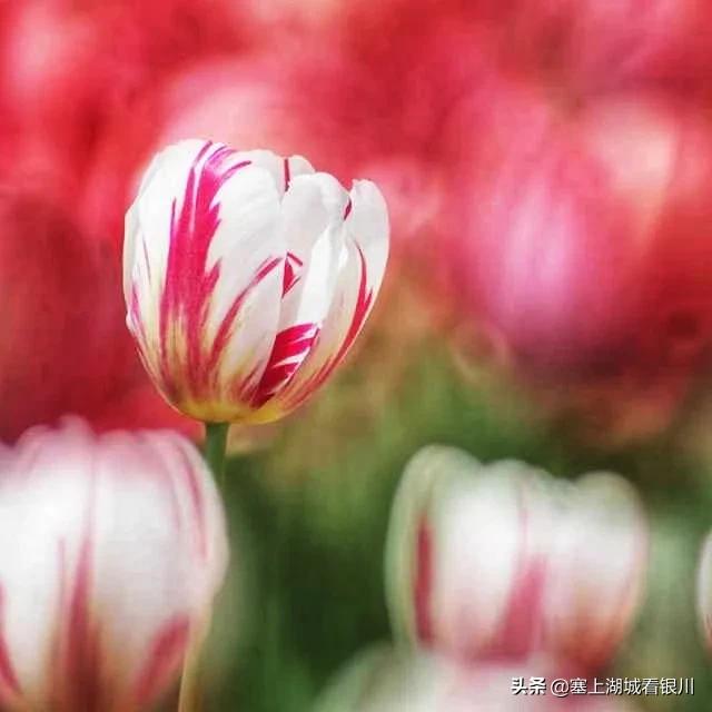 塞上四月，花博园的郁金香盛开时，别有一番情味