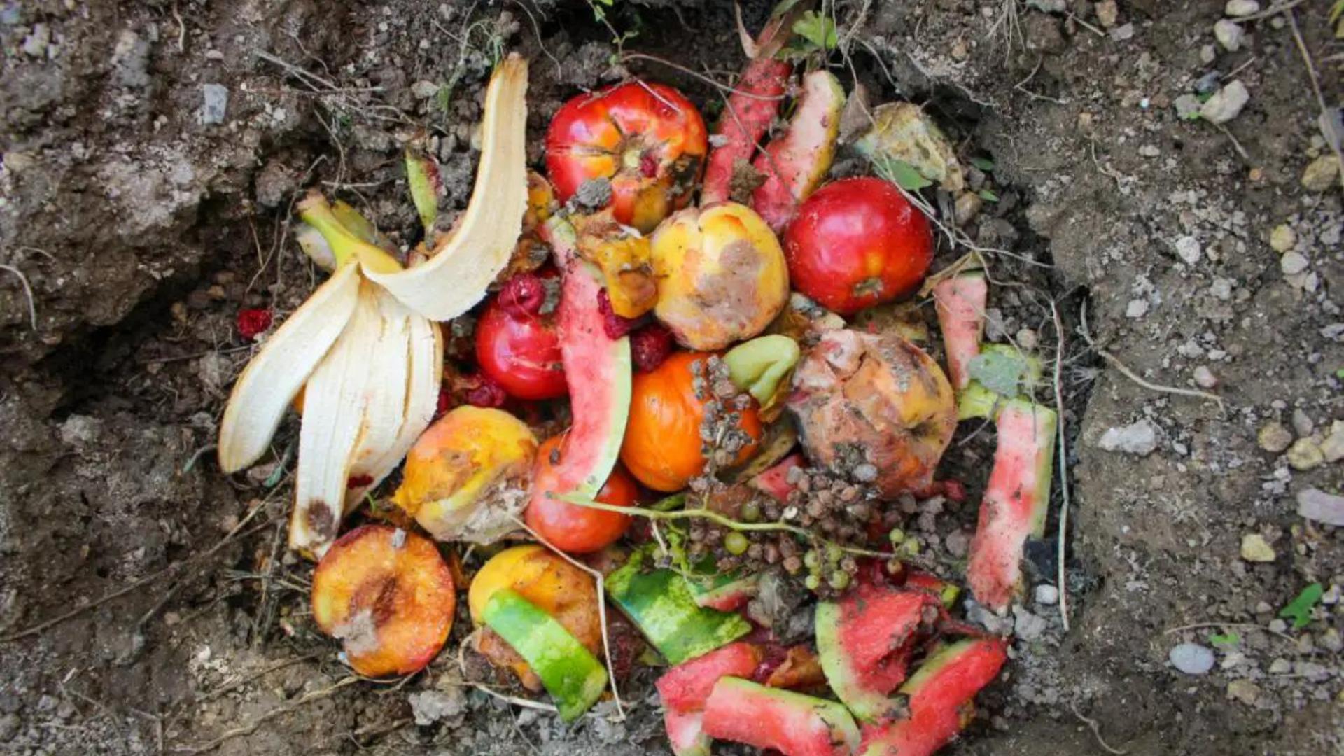 发酵菜籽饼肥长虫了怎么办,菜籽饼长蛆了还能做肥料吗