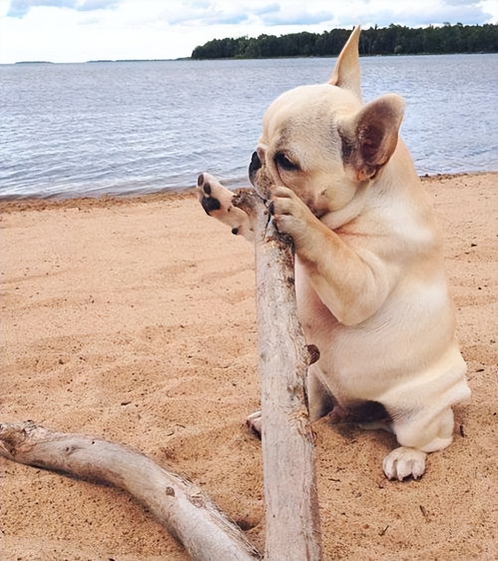 狗狗的最高年龄是多大,狗狗一年相当于人类多少年