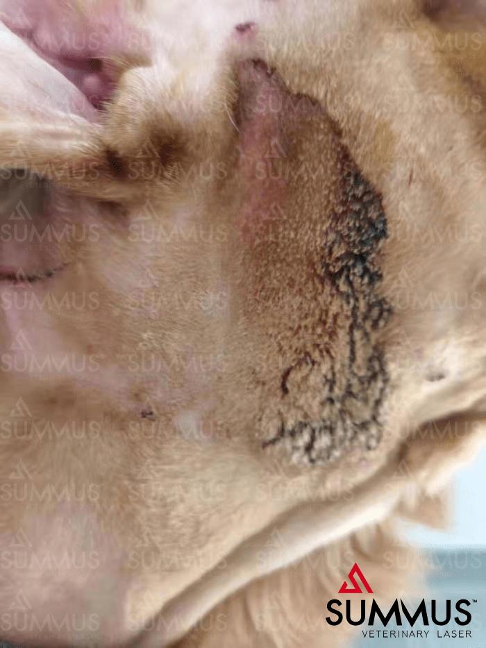 宠物治疗仪,中医兽医治疗狗狗皮肤病