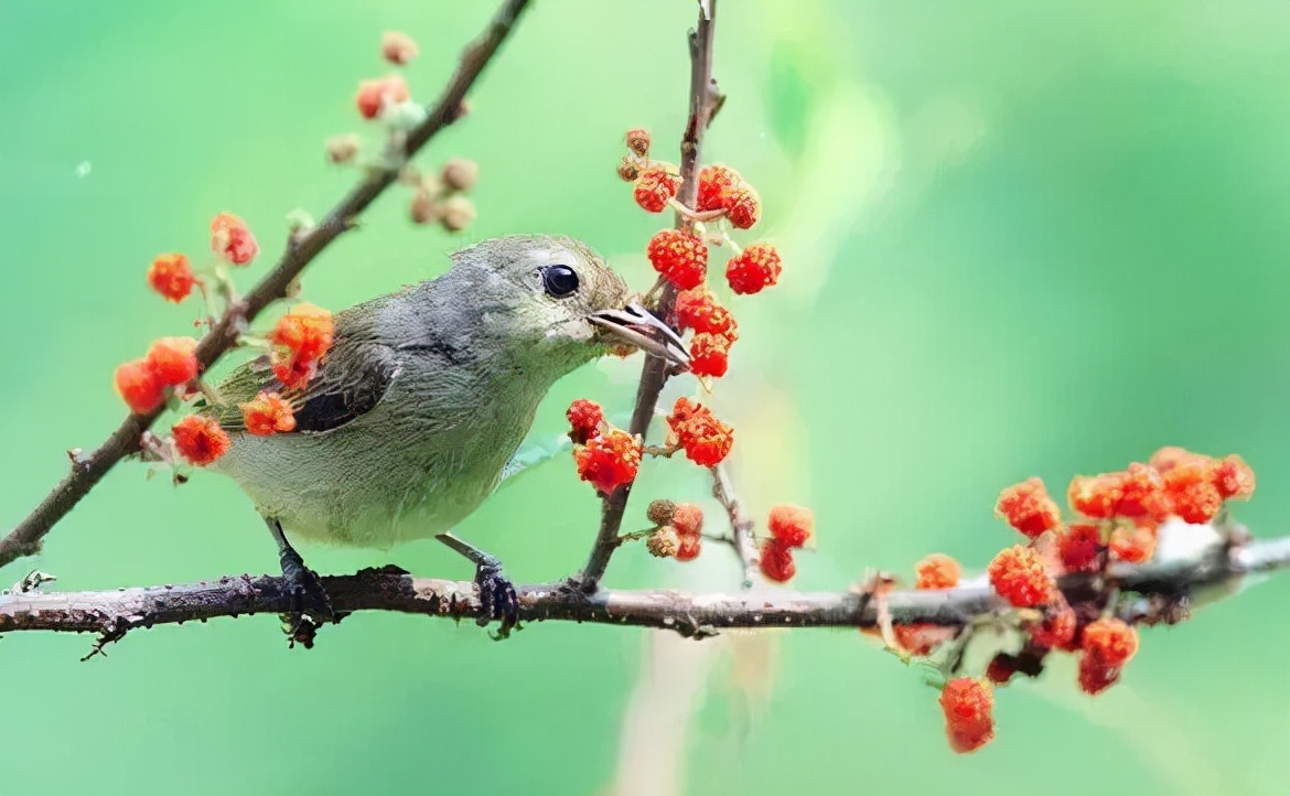 羽色最绚丽的鸟图片,鸟类雨后飞翔照片