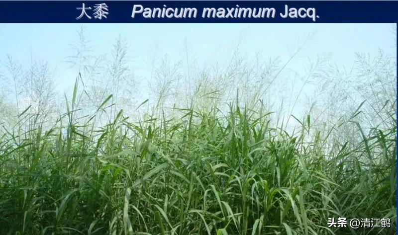 怎样解决除草剂对树的危害,十大恶性杂草除草方案