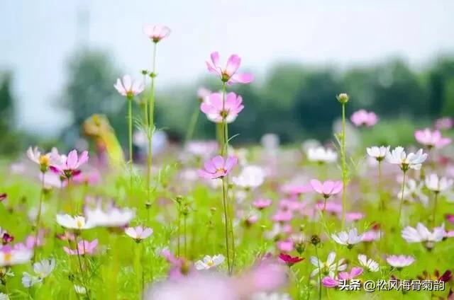 地上的花开万紫千红,心中有花香人生四季皆风景