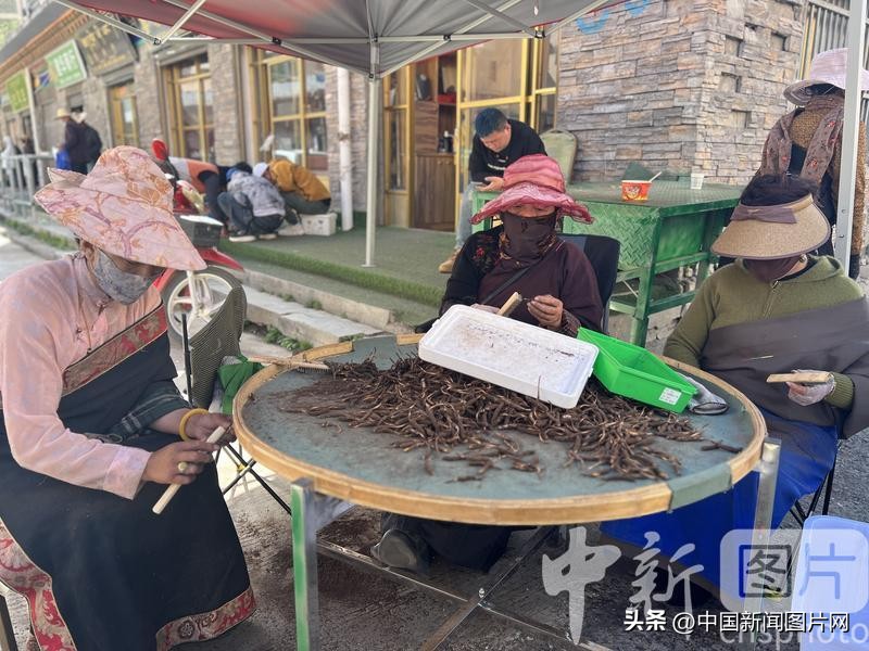 青海冬虫夏草2023价目表,青海冬虫夏草的价格表